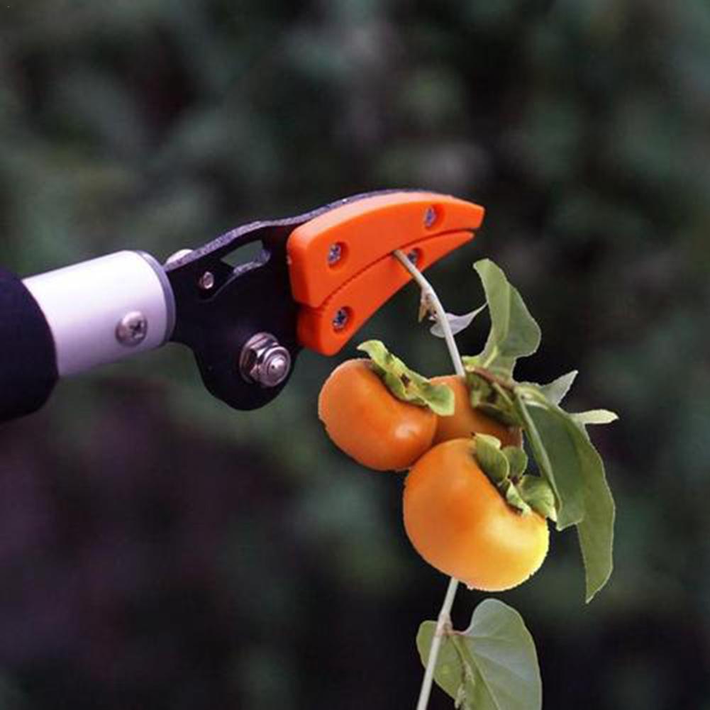 Snoei schaar growing fruit bomen
