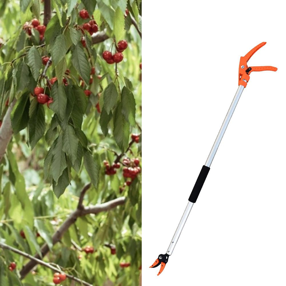 Snoei schaar growing fruit bomen