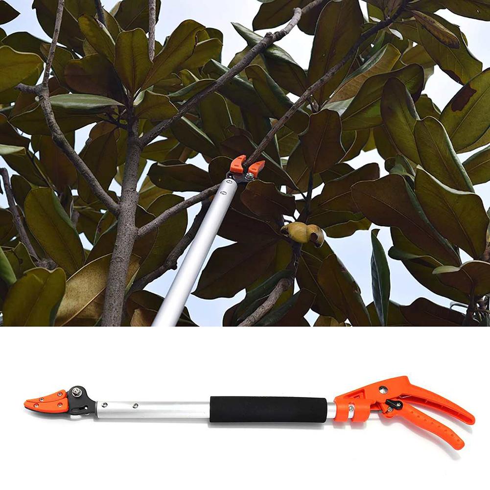 Snoei schaar growing fruit bomen